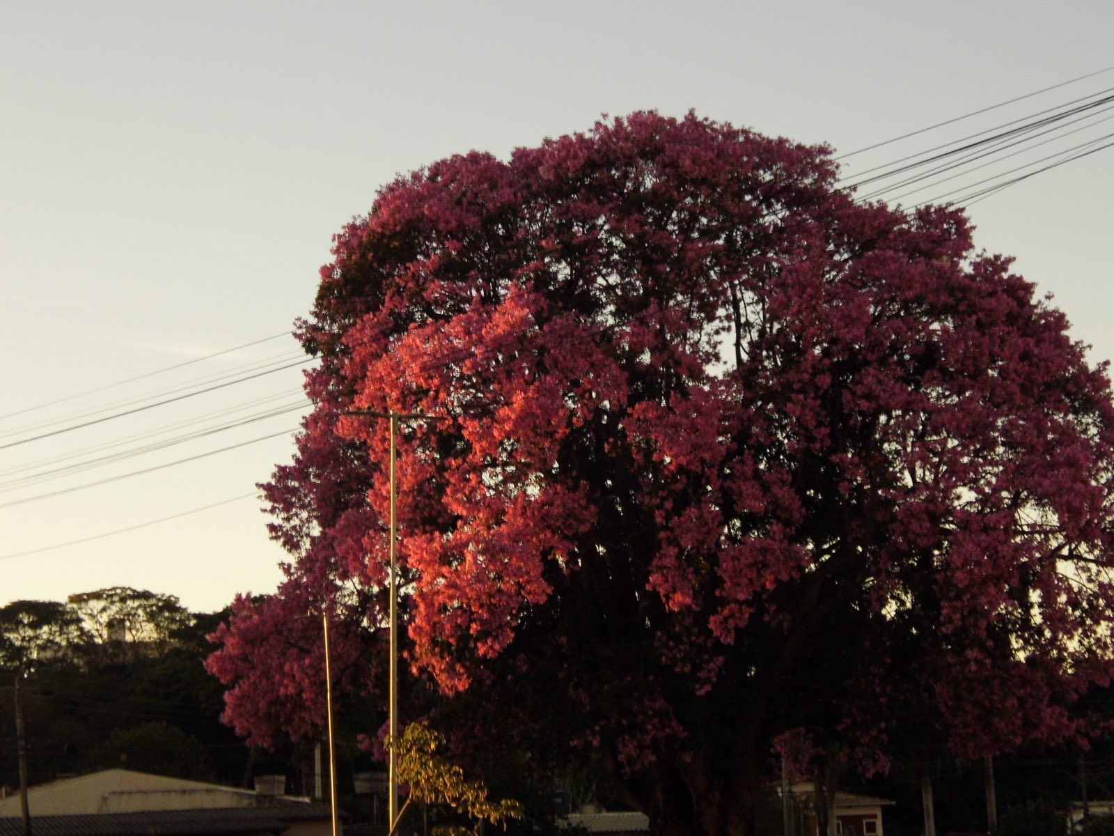 Árvore de copa rosa intensa iluminada pelo sol do entardecer