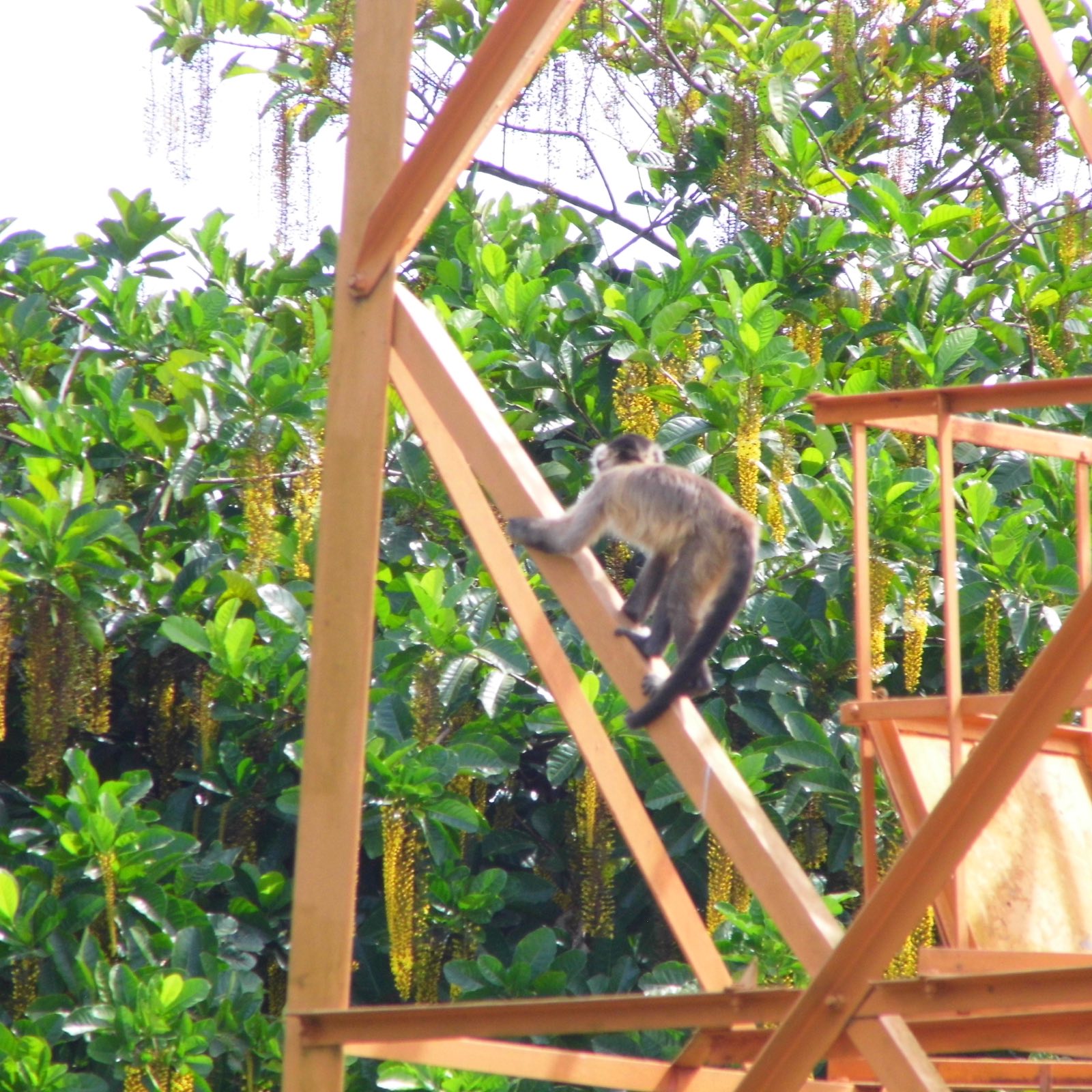 Macaco-prego escalando estrutura de madeira em meio à vegetação verde